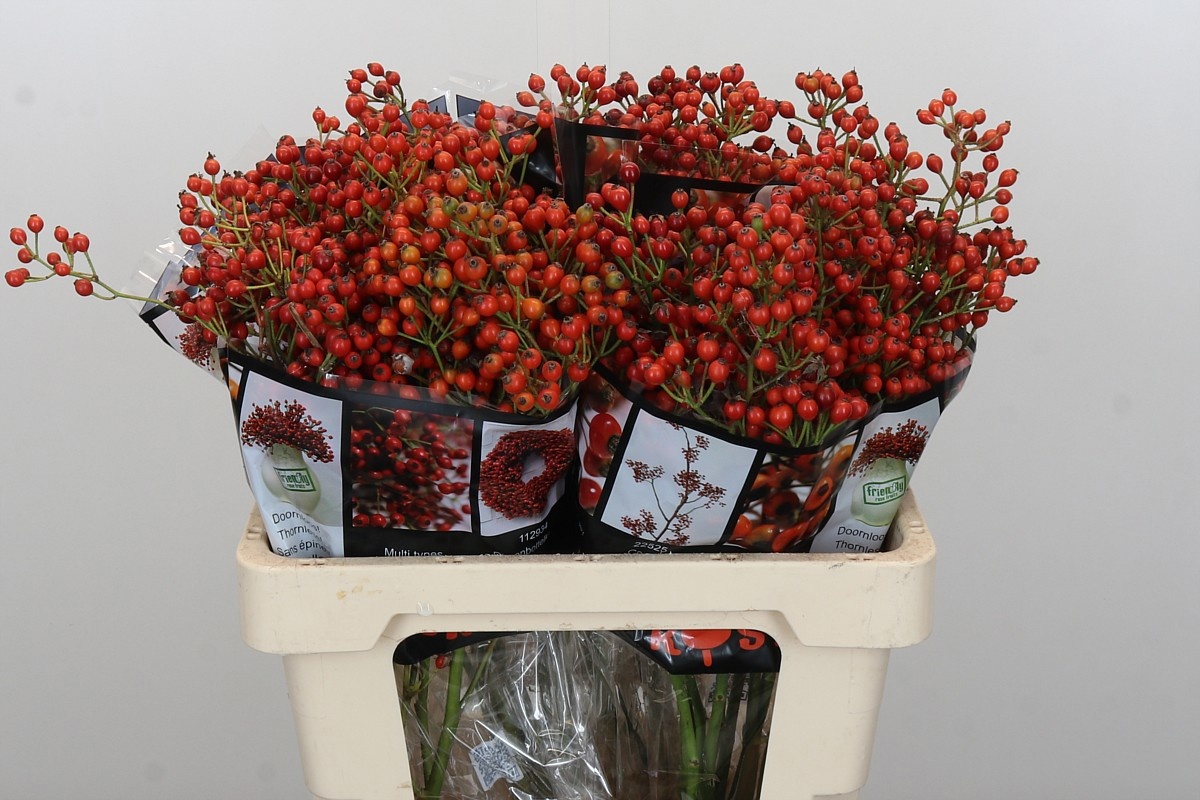 Рузботель Отем Роузфрутс 60, шт.