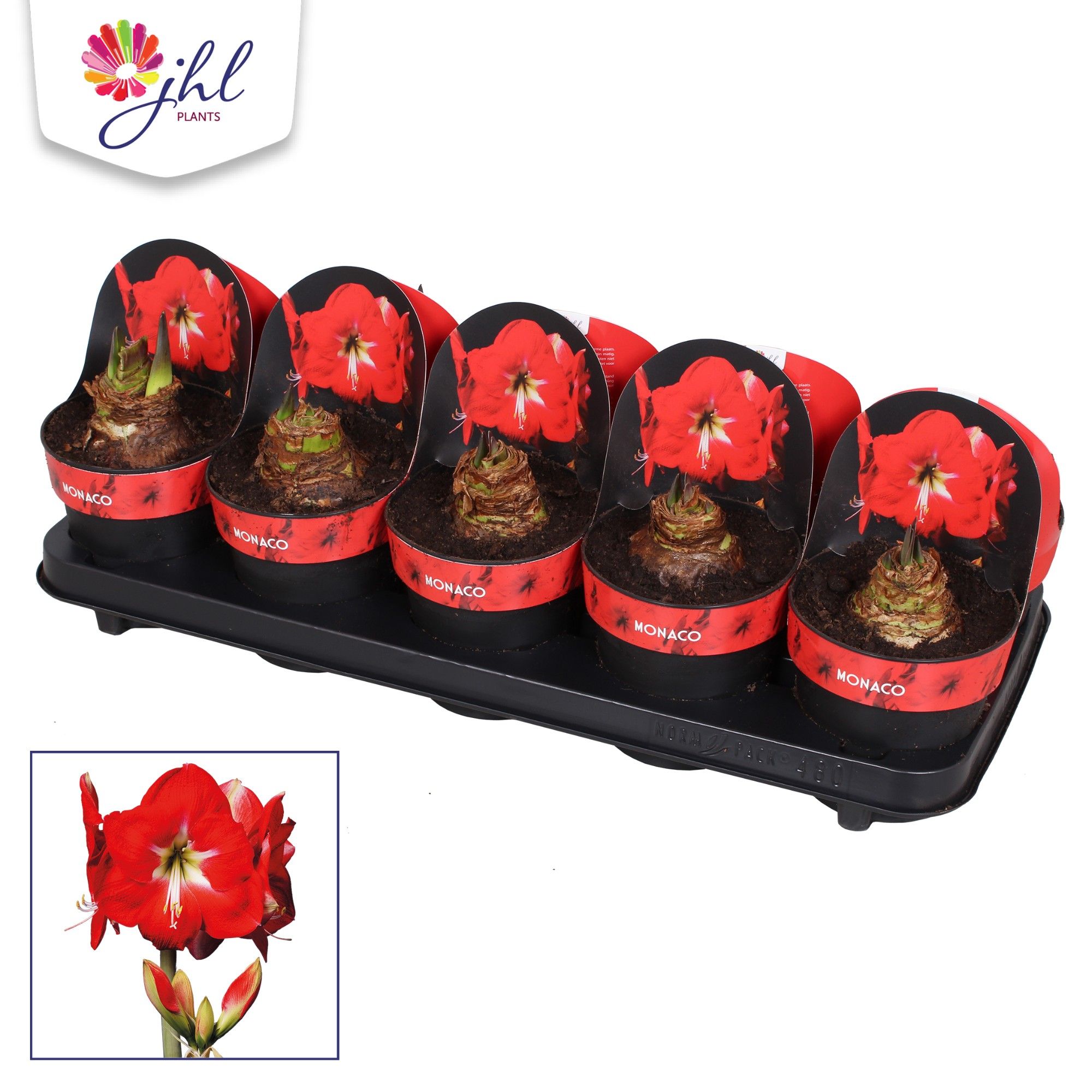 Amaryllis Monaco, D 12 cm Amaryllis Monaco, D 12 cm