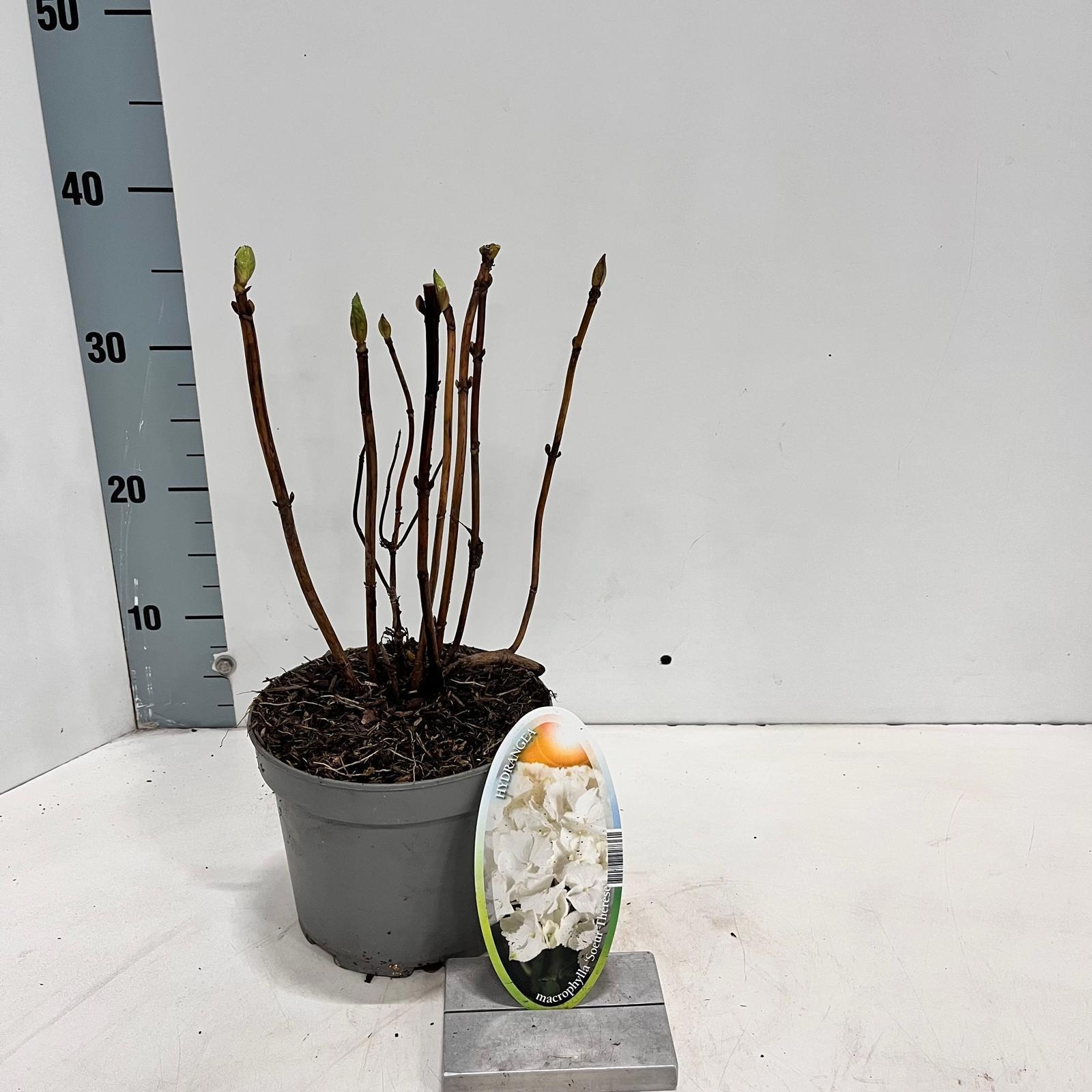 Hydrangea macr. 'Soeur Therese', D 17