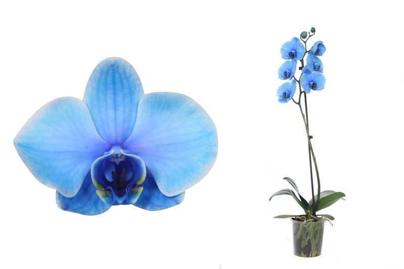 Phal I am Blue 1T06+, D 12