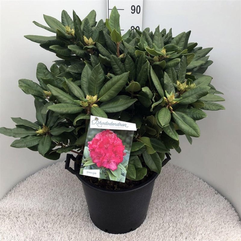 Rhododendron 'P. American Beauty', D 48