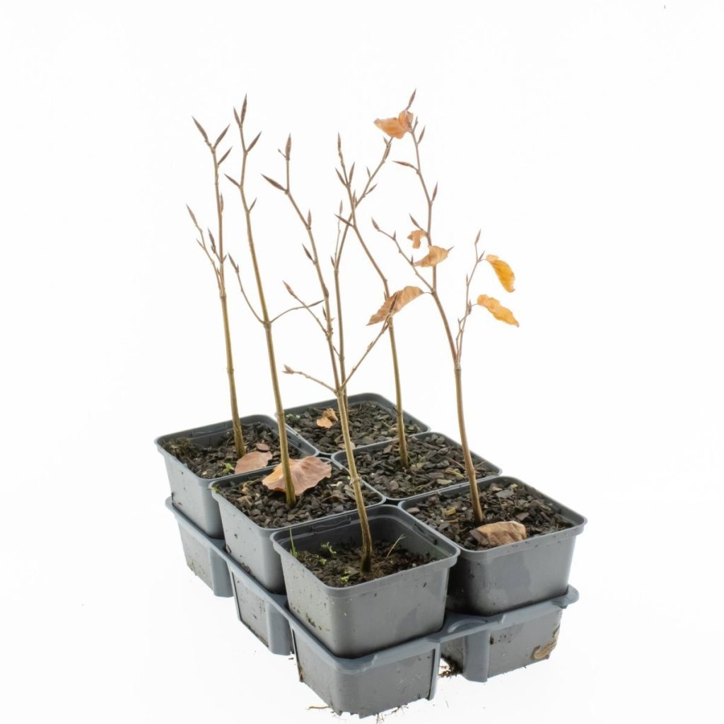 Fagus syl. 'Atropunicea', D 9