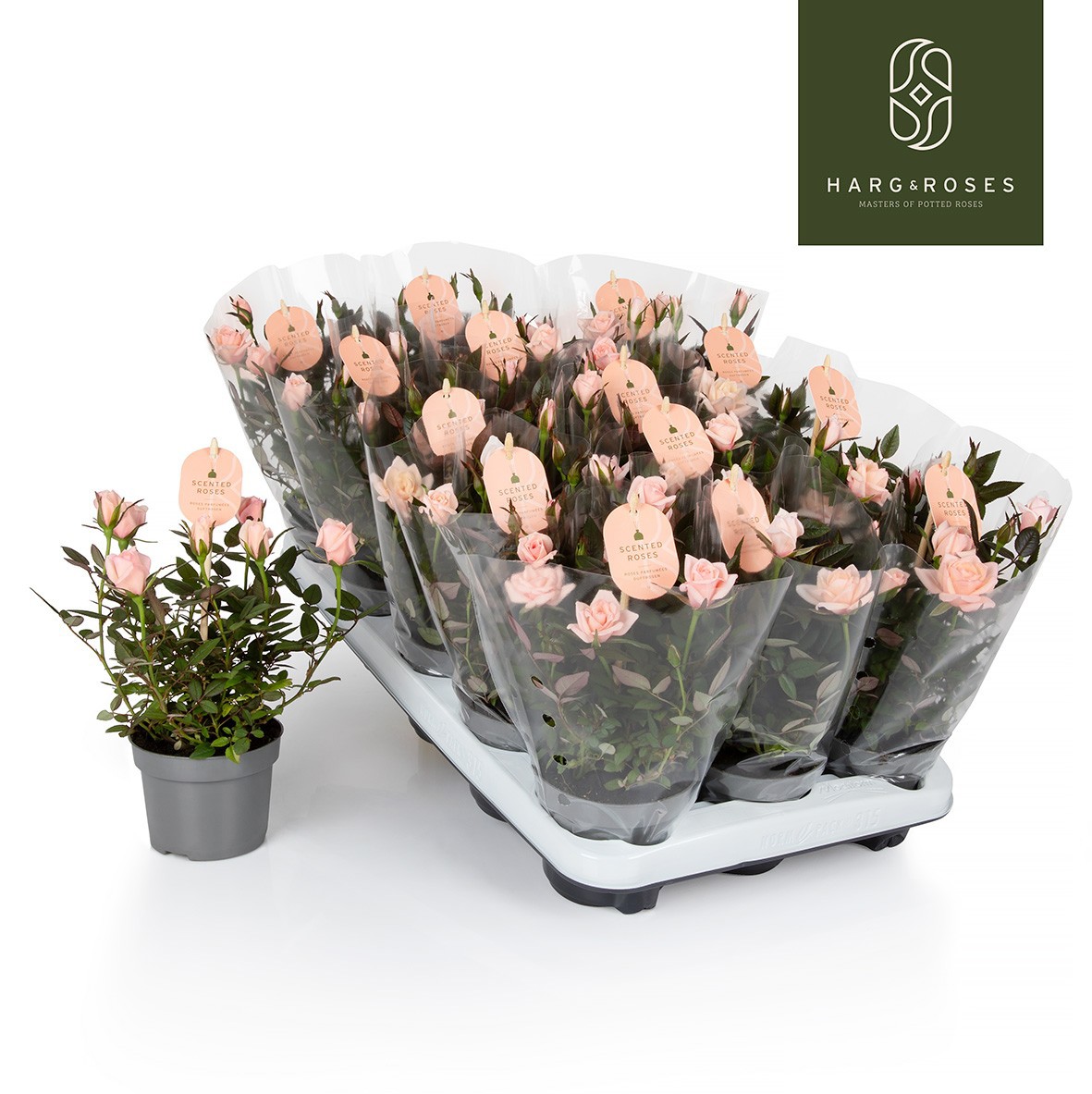 Rosaroma Light Pink, D 10,5