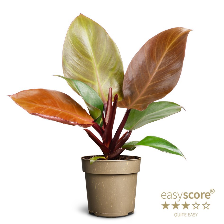 PHILODENDRON ERUBESCENS 'PRINCE OF ORANGE', D 11 cm