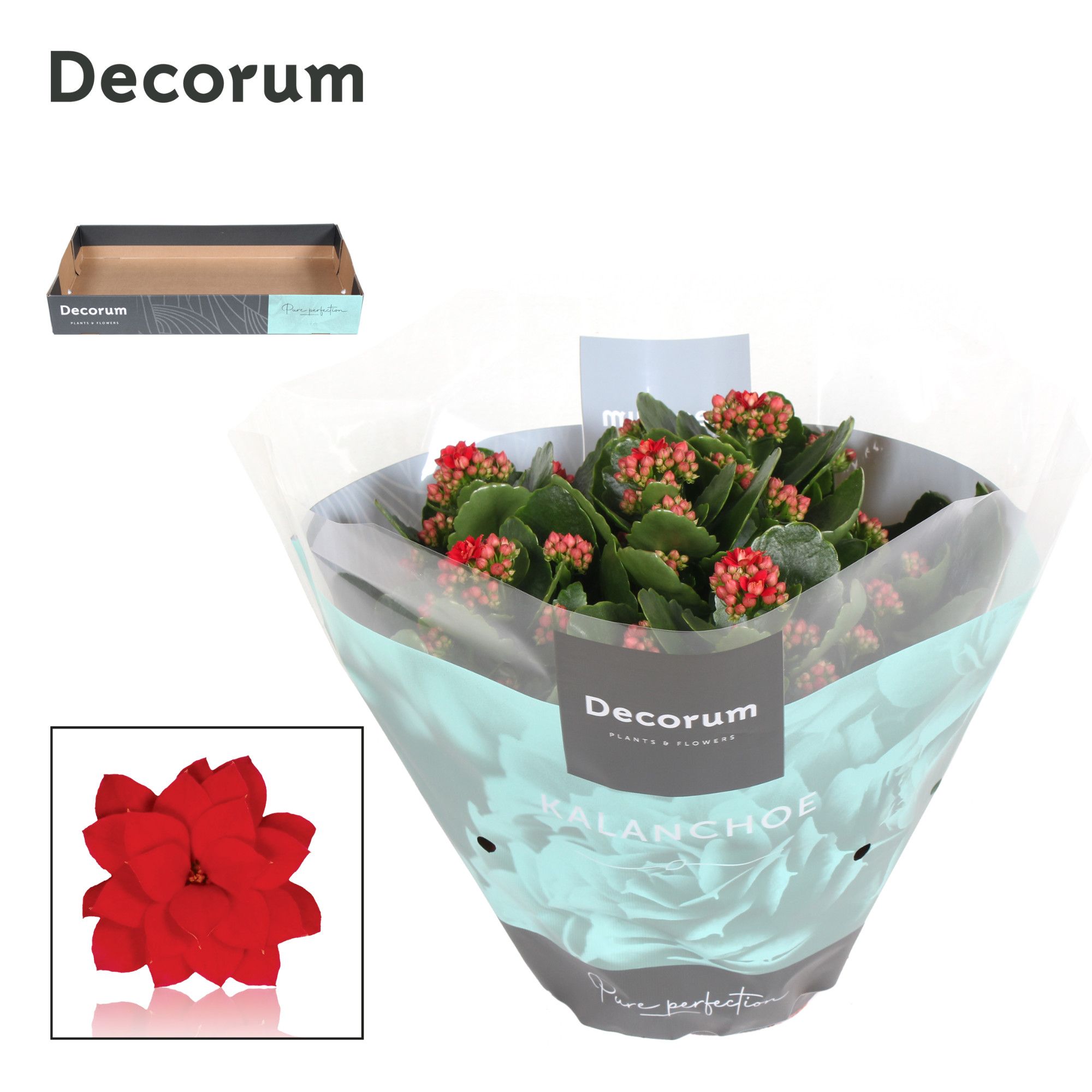 Kalanchoe Decorum - Red, D 23