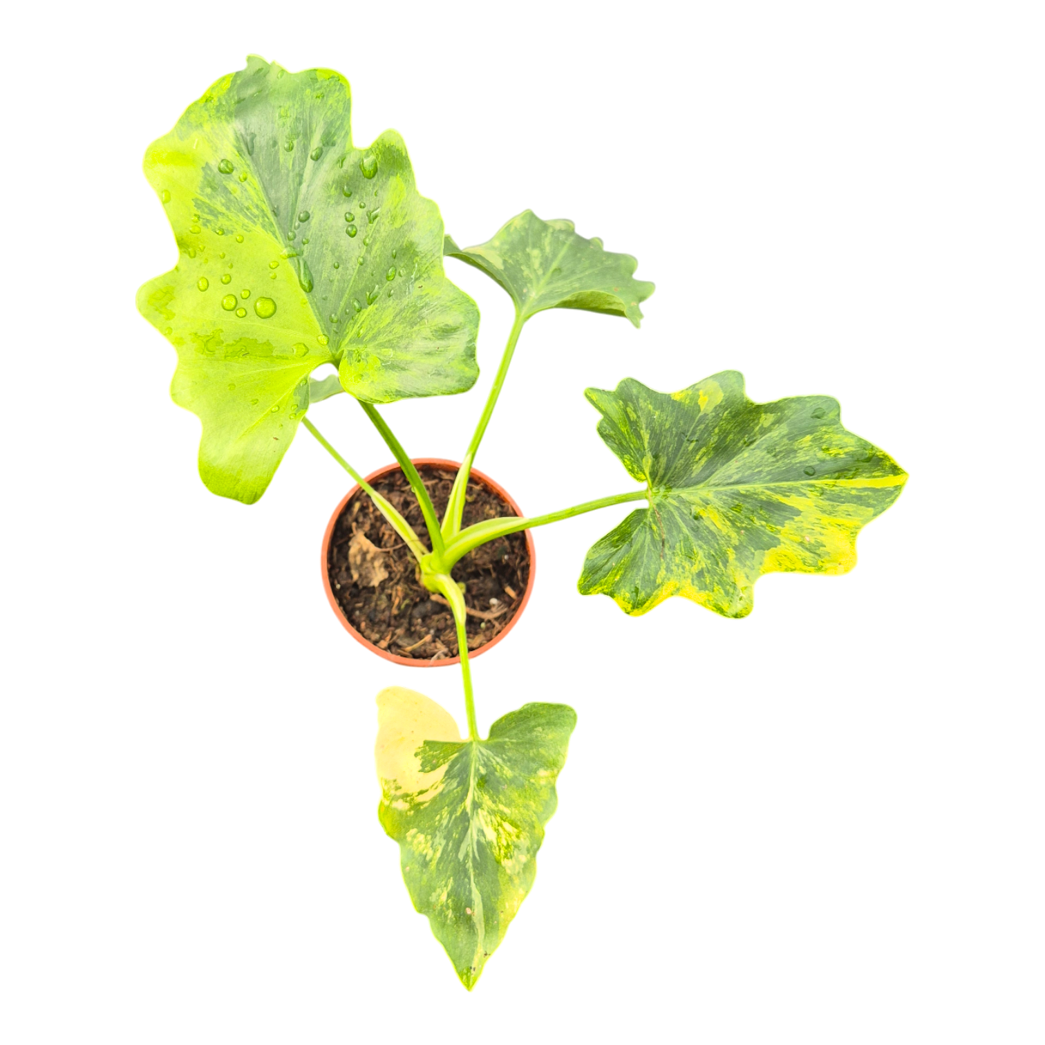 Thaumatophyllum Bipinnatifidum Variegata, D 7