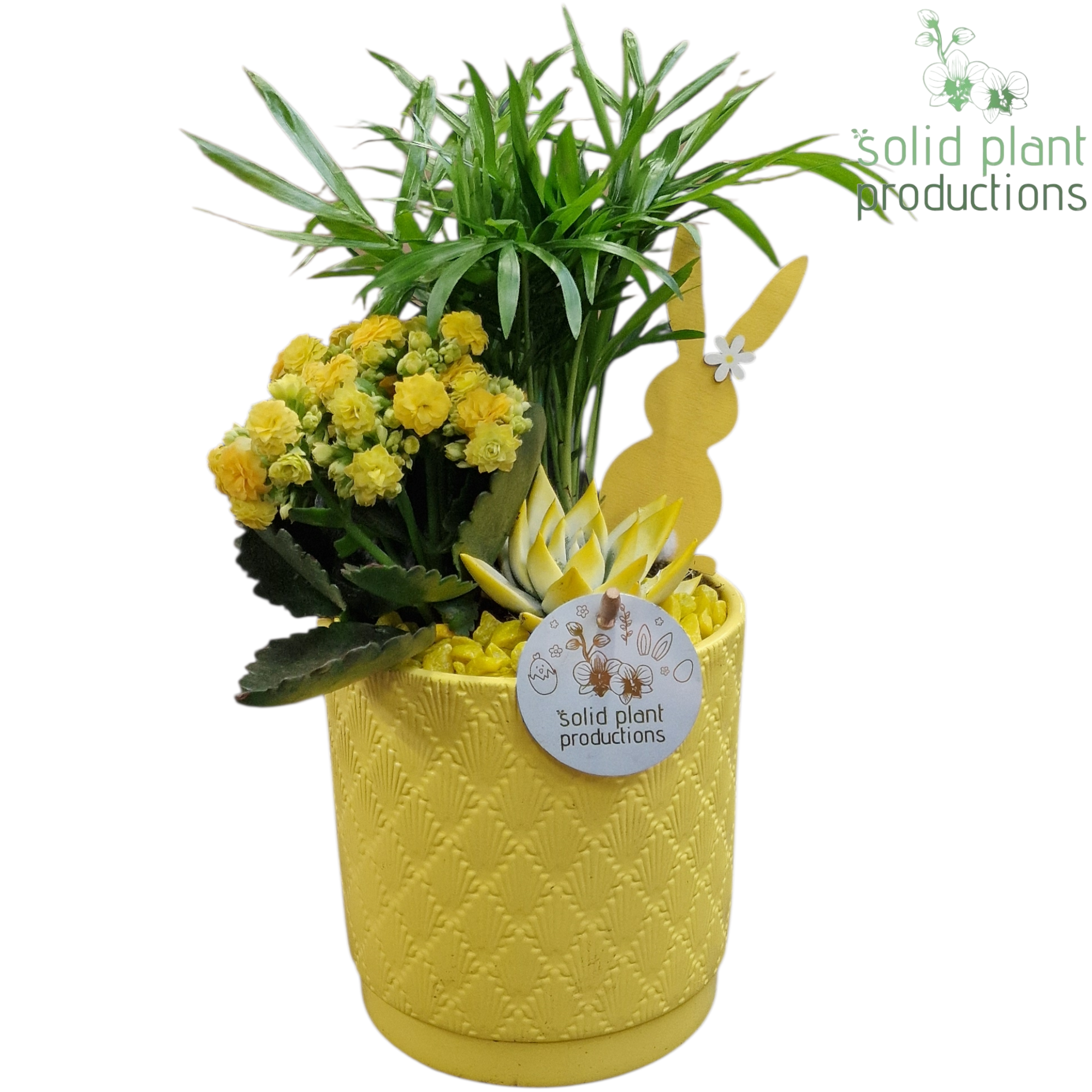 CE001 Amy Yellow Easter, D 13