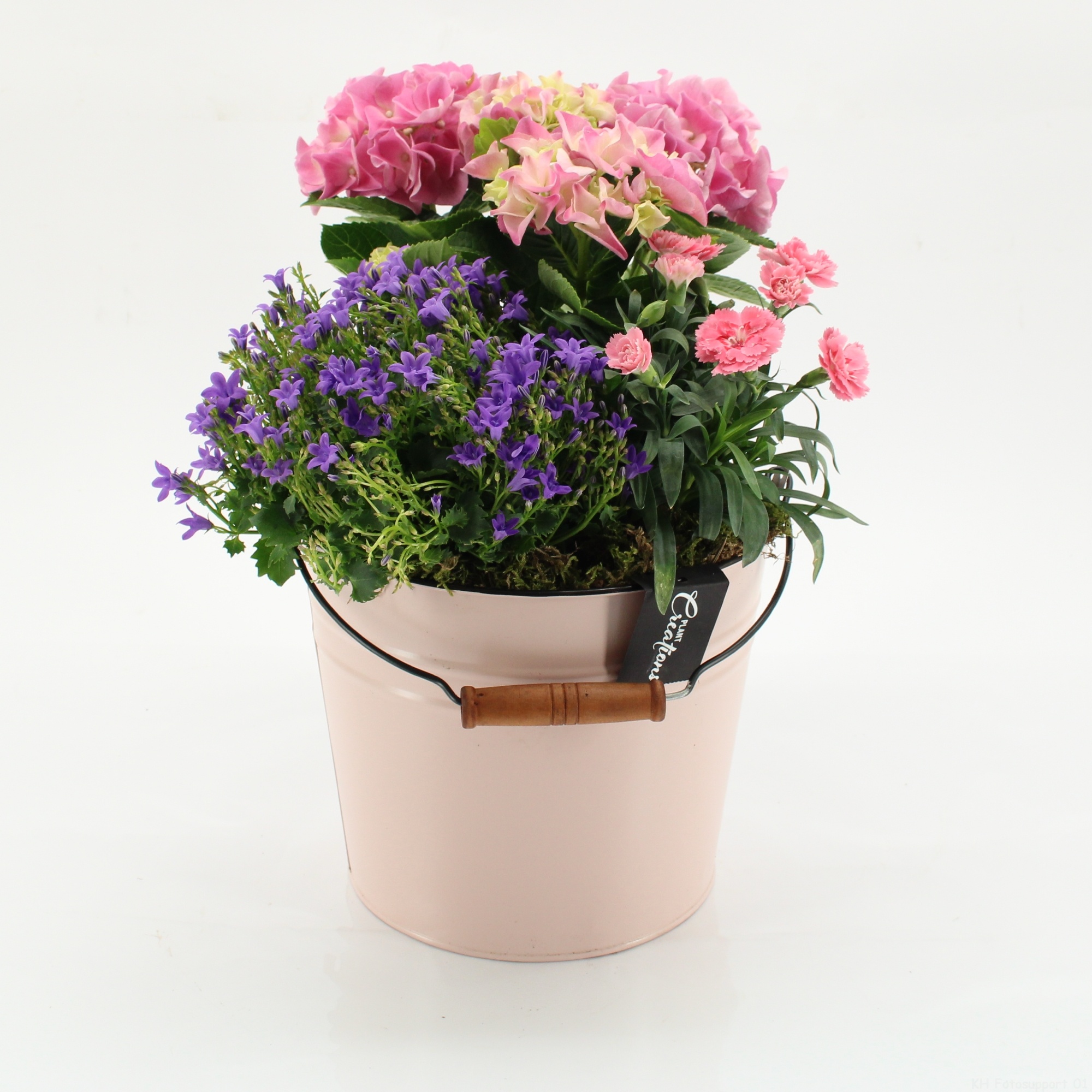 CACR-2611 Campanula creations, D 21