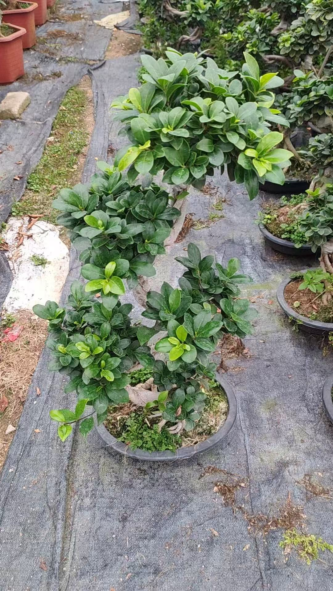 Фикус Гинсенг Баньян 30 70