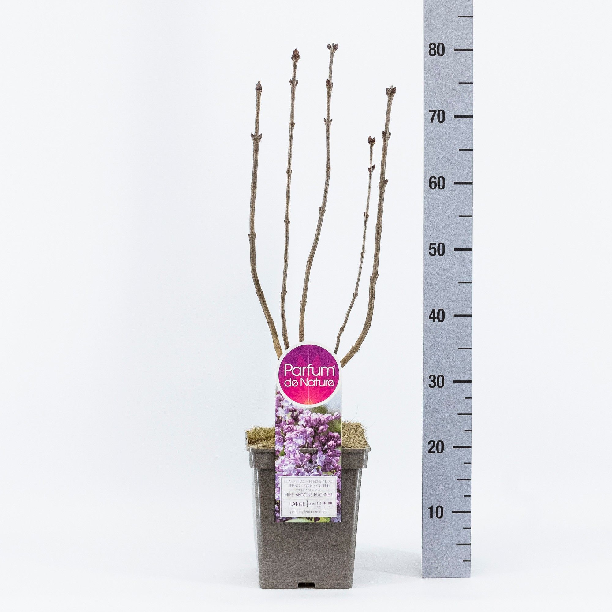 Syringa vul. Mme Antoine Buchner, C5, D 23 cm