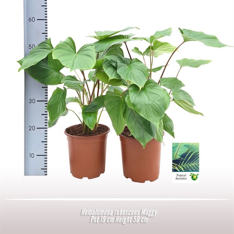 Homalomena rubescens Maggy, D 19