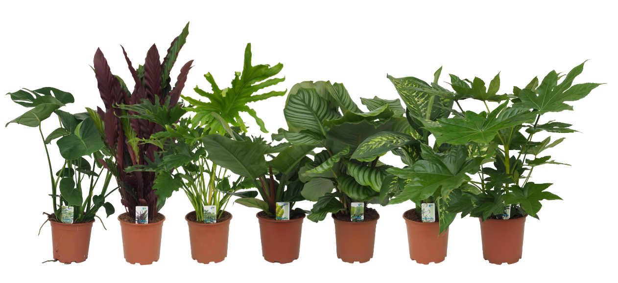 Mix 12 (Monstera, Calathea Rufibarba / Orbifolia, Philo Imp. Green / Lickety Split, Dieffenbachia Tropic Snow, Fatsia), D 19