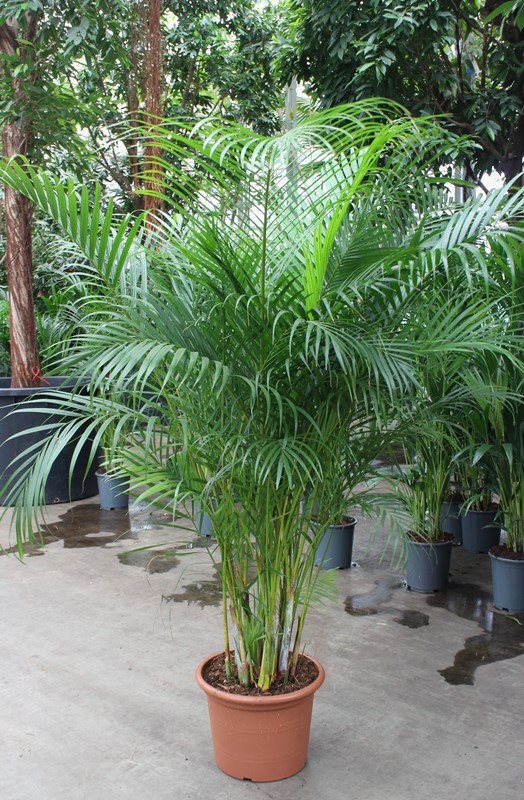 Dypsis lutescens 'Areca', D 40