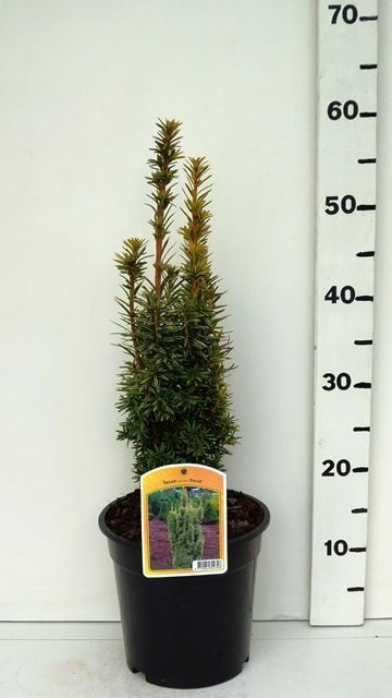 Taxus bacc. 'David', D 19