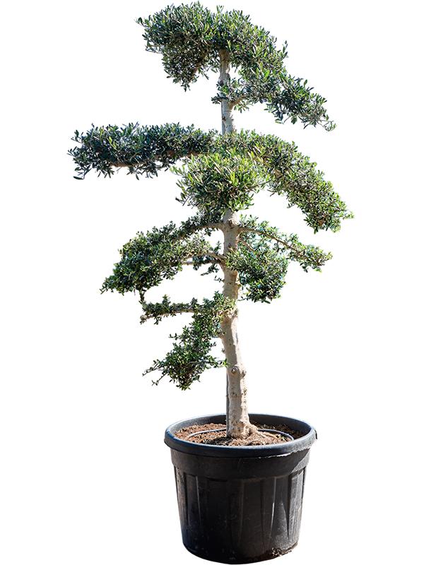 Olea europaea 'Sylvestris' (230-270), D 65