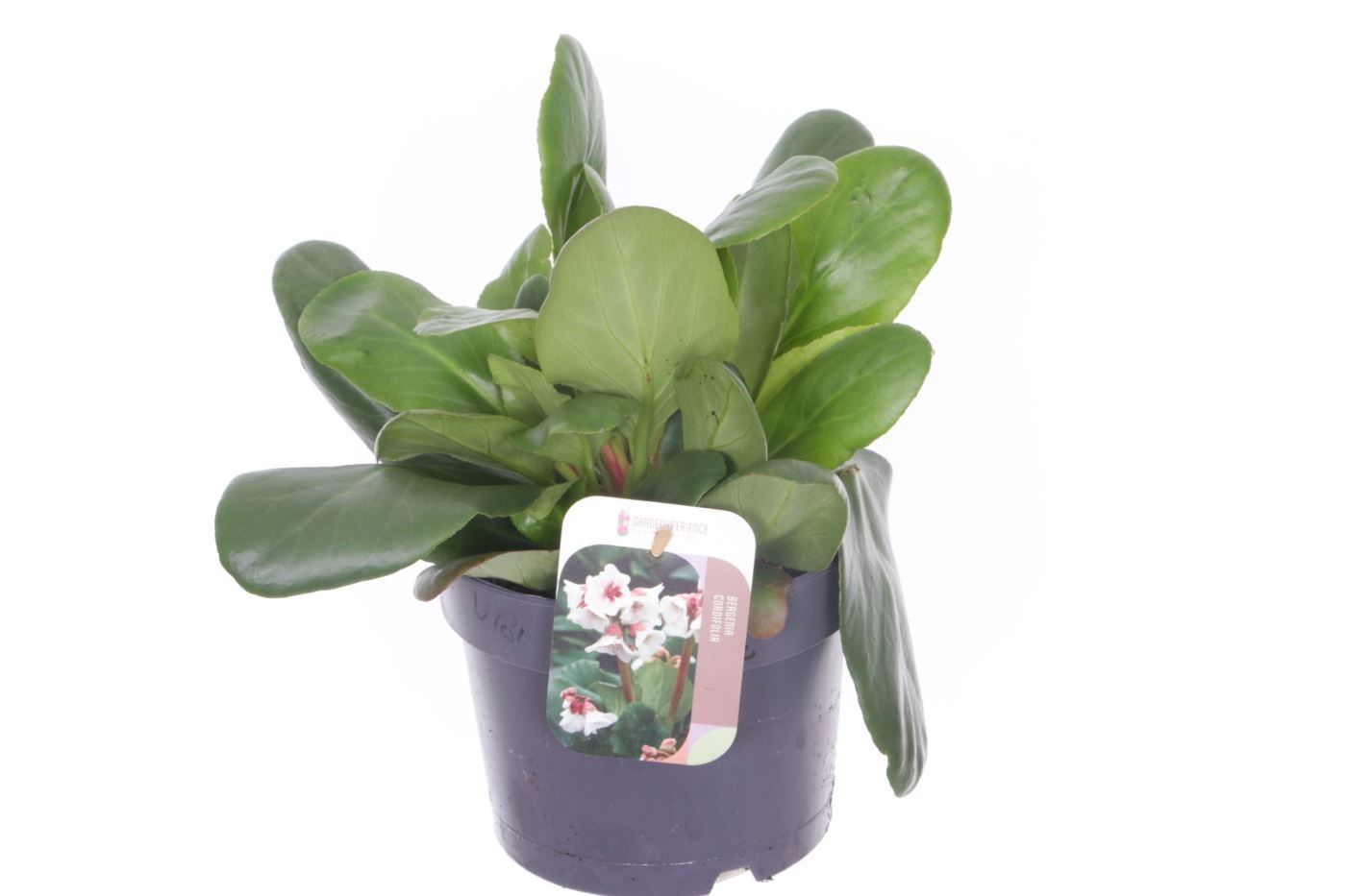 Bergenia Bressingham White, D 17