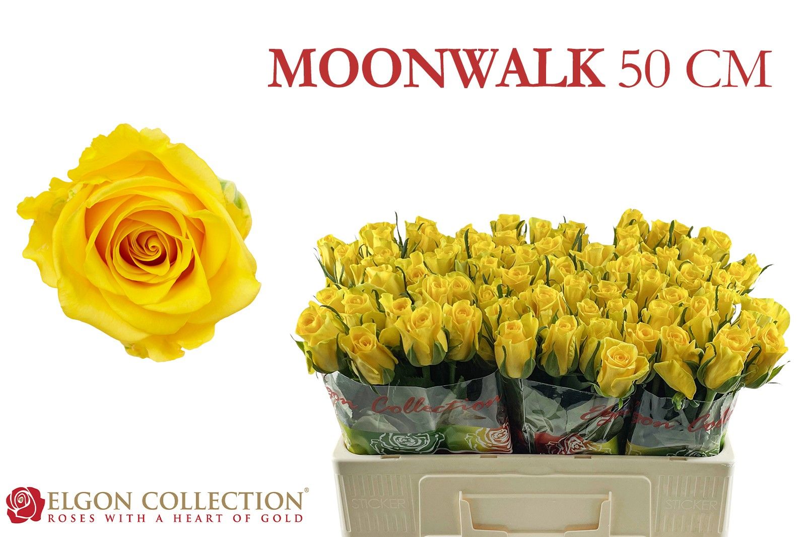 Роза од. Мунвок 50, шт.