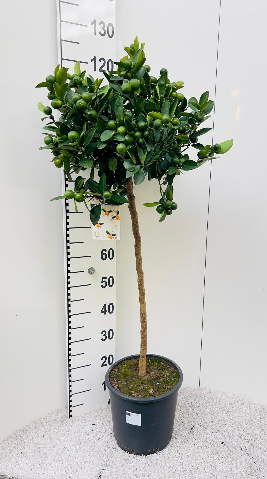 Citrus Calamondin on stem, D 25