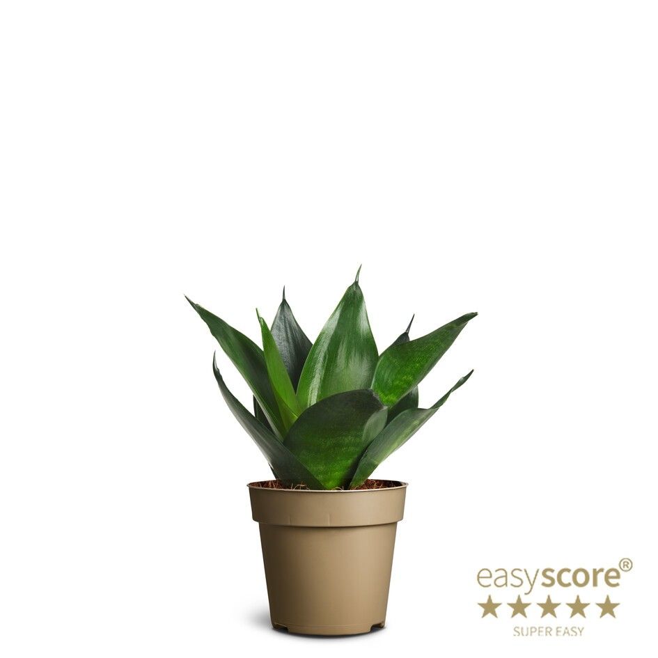 Sansevieria ´Hahnii Black´, D 9