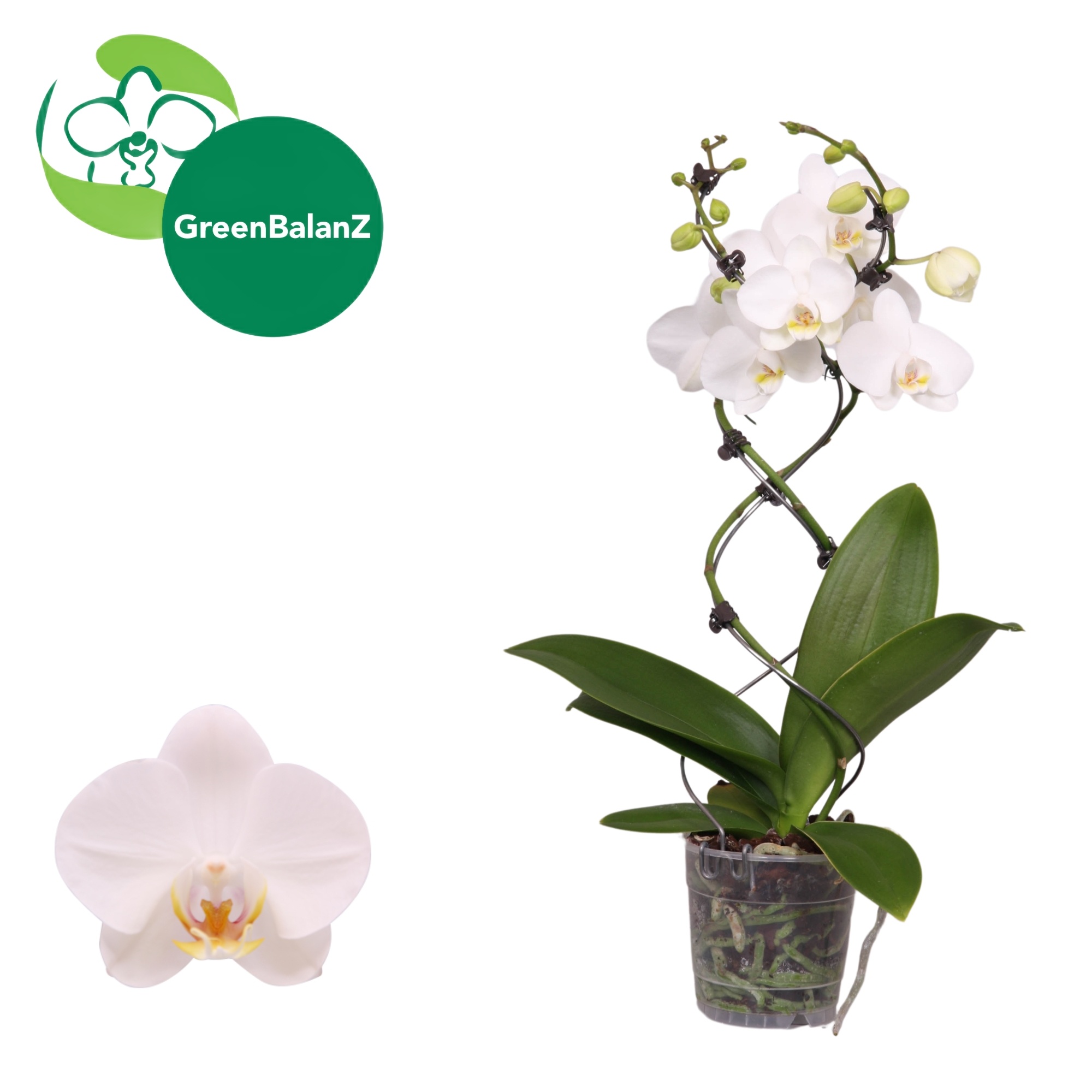 ShapeZ - TwisterZ Wit 2 tak 14+/50, D 12