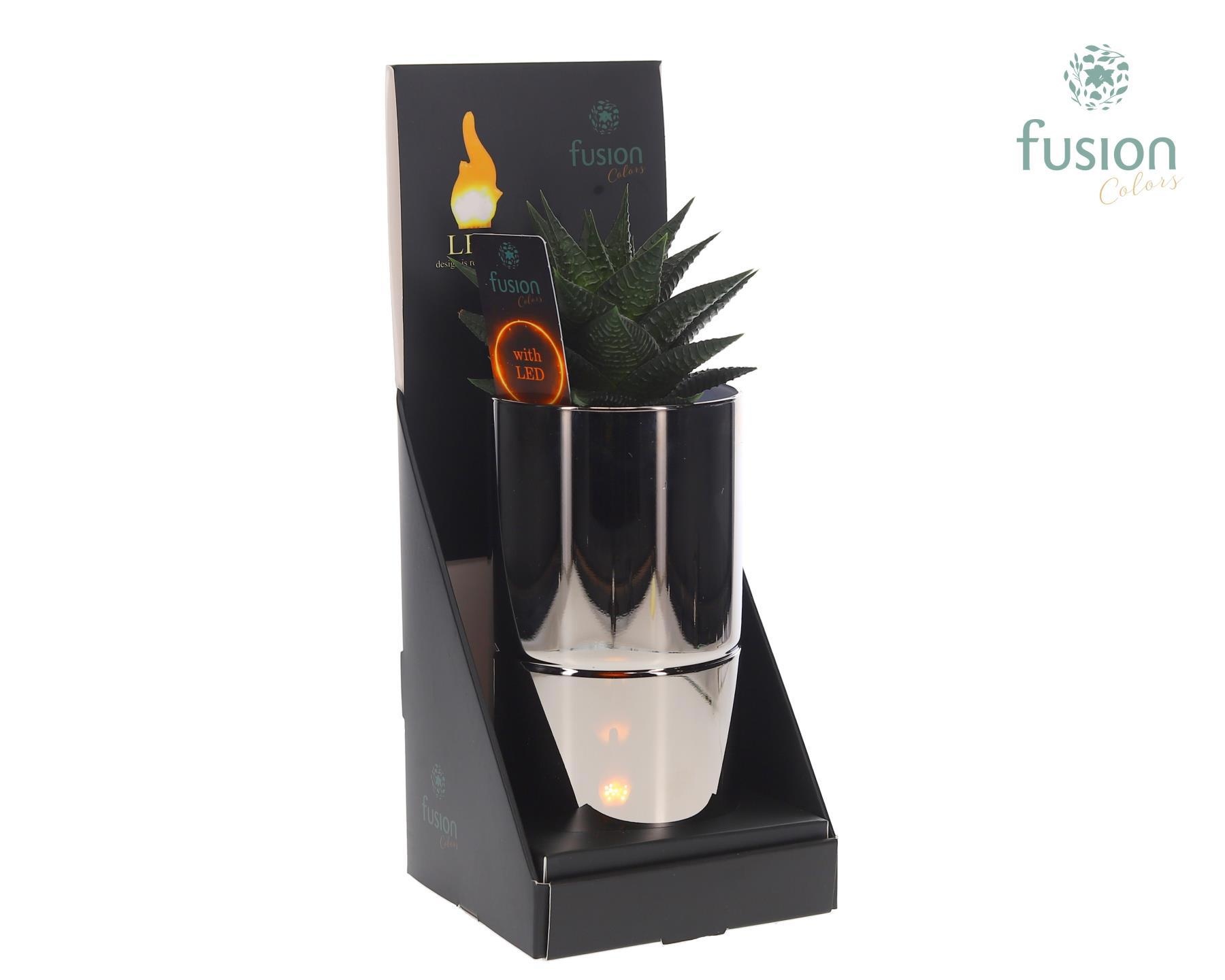 Glas tube Led planter groot met Haworthia, D 11 cm Glas tube Led planter groot met Haworthia, D 11 cm