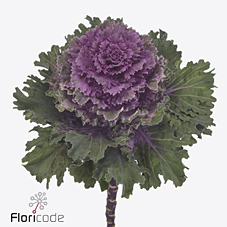 Брассика Эмпае Текла 60, шт.