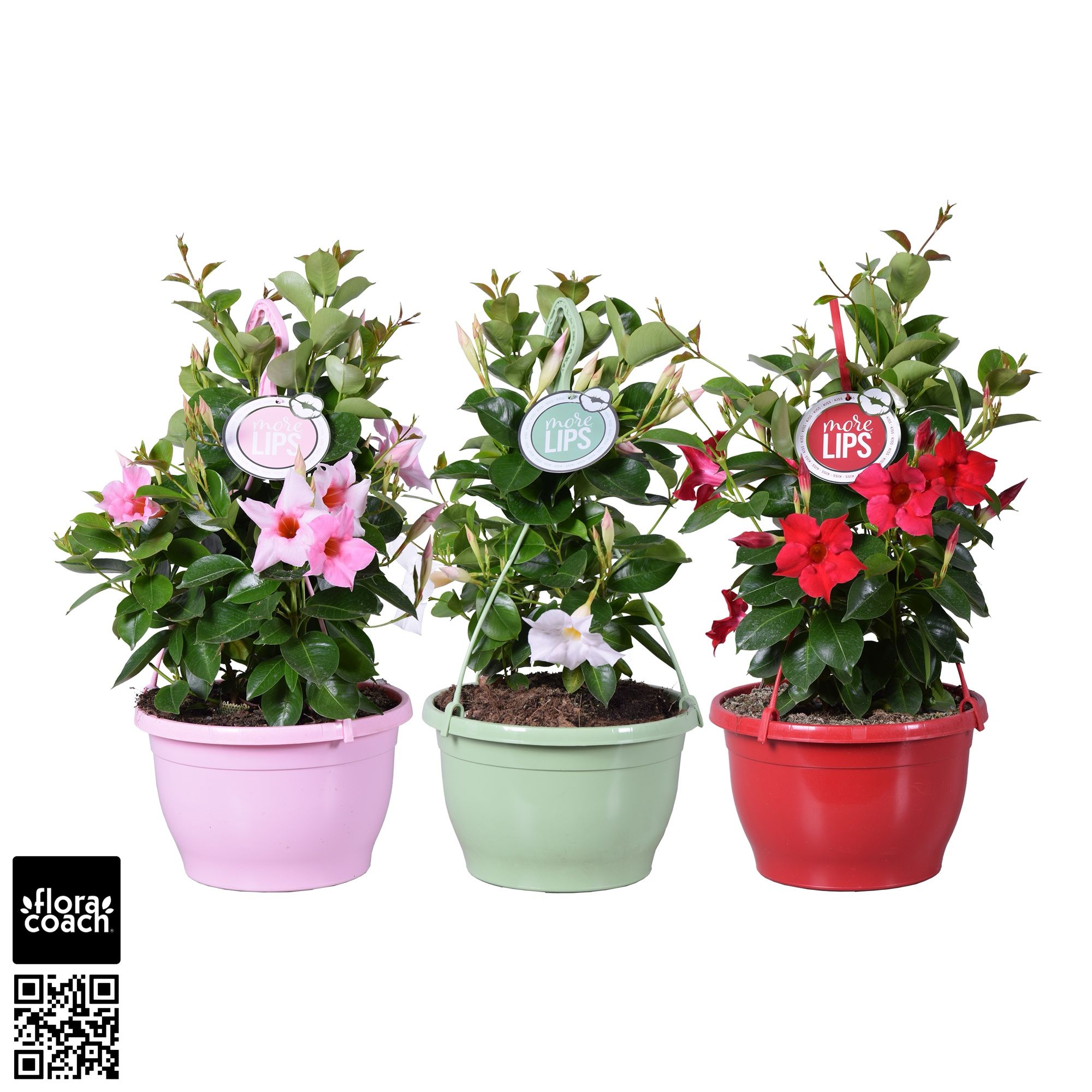 MoreLIPS® Dipladenia Sundaville in hangpot Mix, D 25
