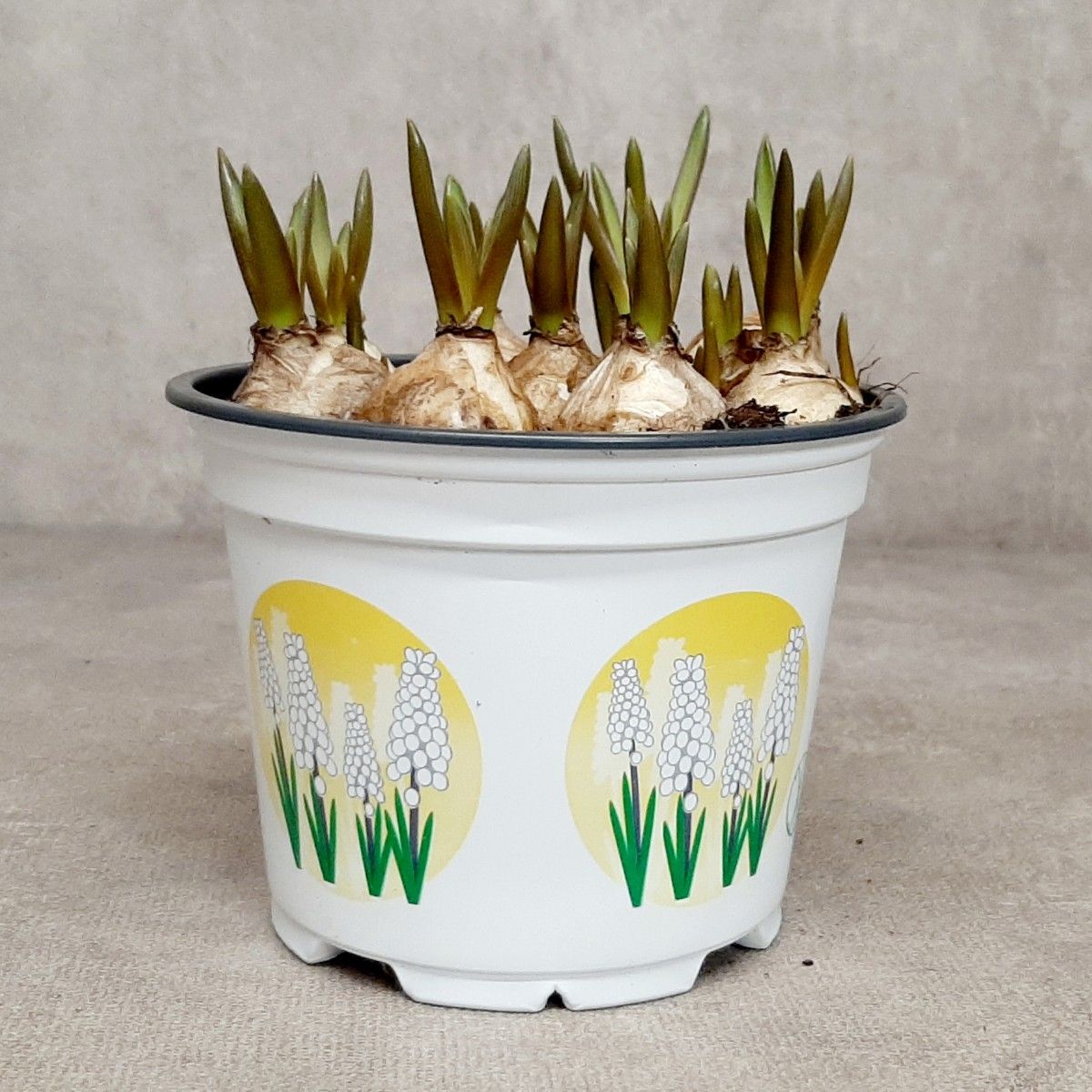 Muscari White Magic 12 cm, D 12