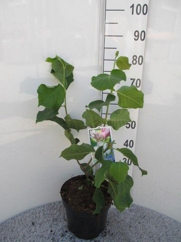 Magnolia soul. Satisfaction 60-80 P26, D 26 cm
