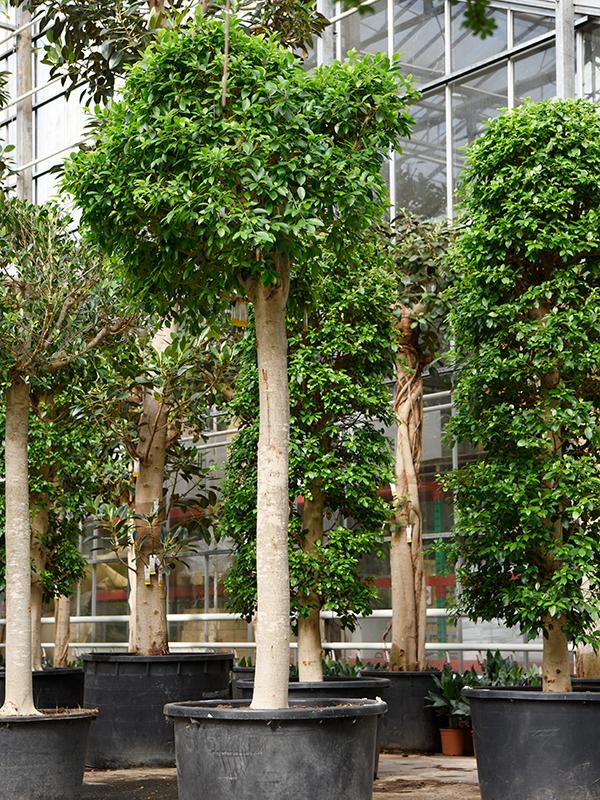 Ficus microcarpa 'Nitida', D 92