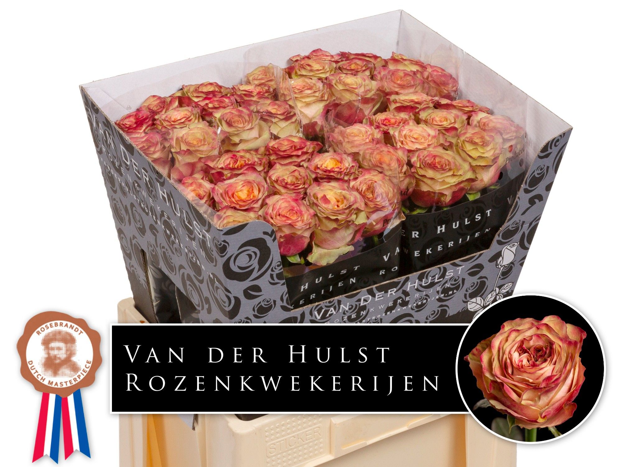 Роза од. Мордор 60, шт.