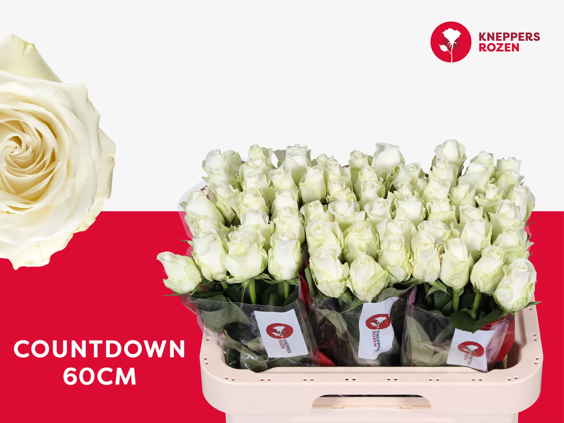 Роза од. Каунтдаун! 60, шт.