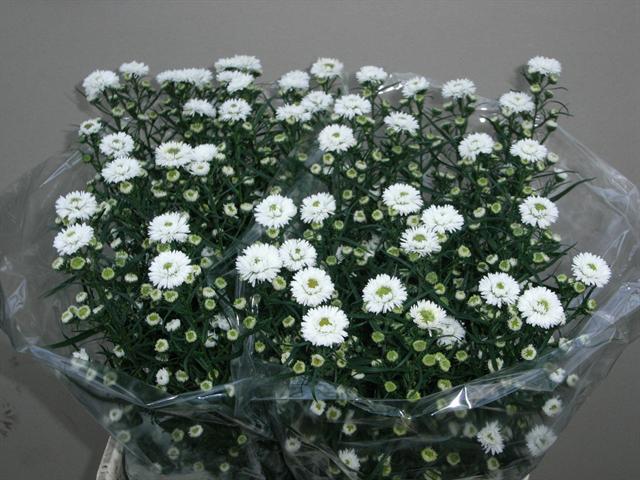 Астер Касси 80, шт.