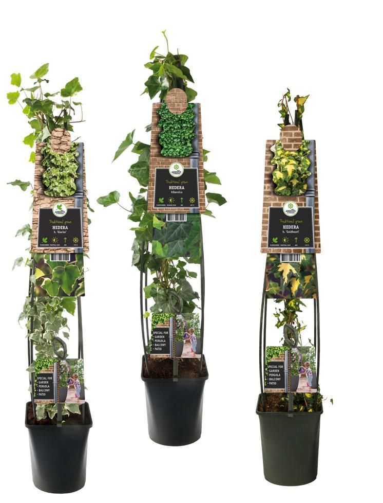 Mixshelf Hedera +3.0 label, D 23