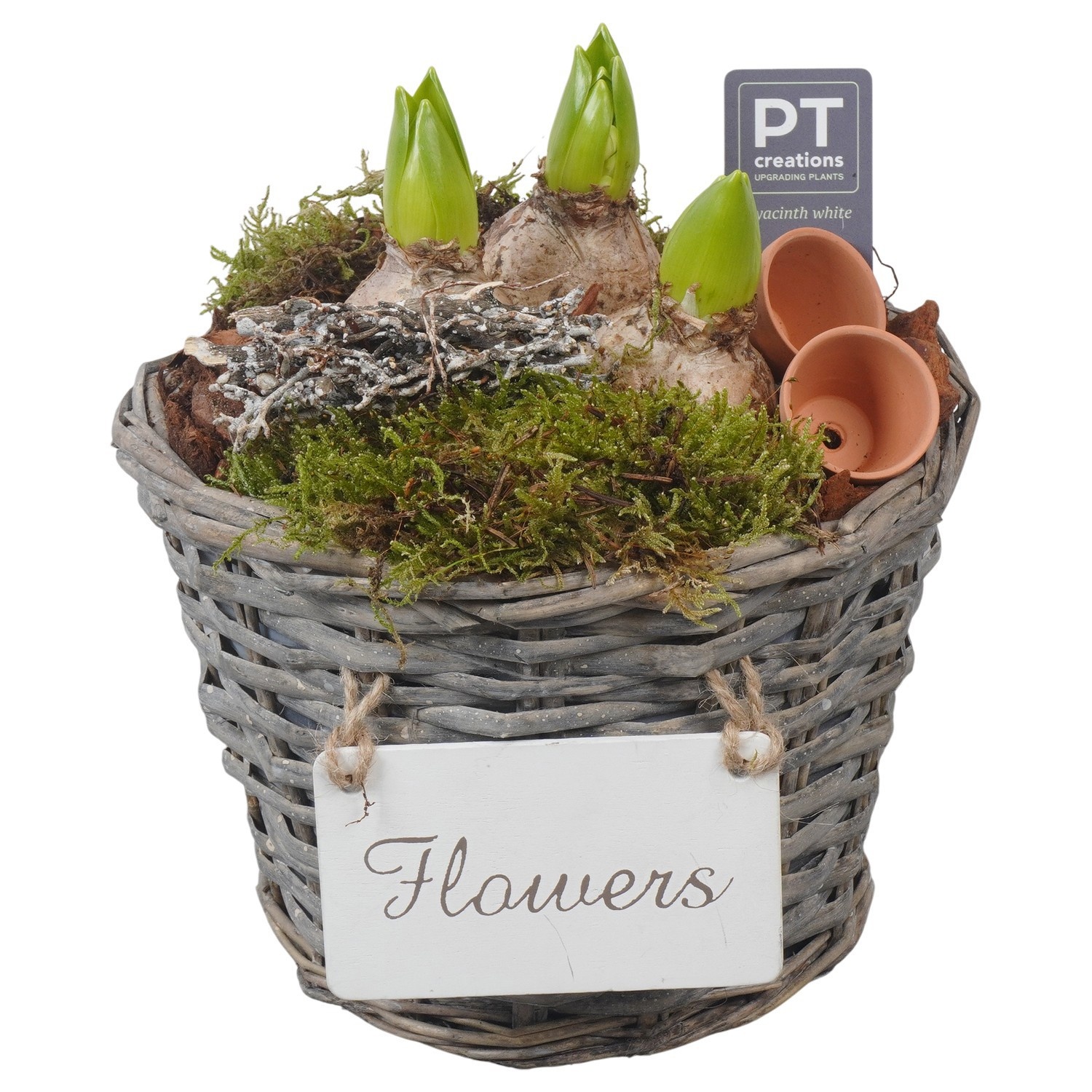 PTWH4016 Arrangement Winter Hyacint in rieten mand, D 21