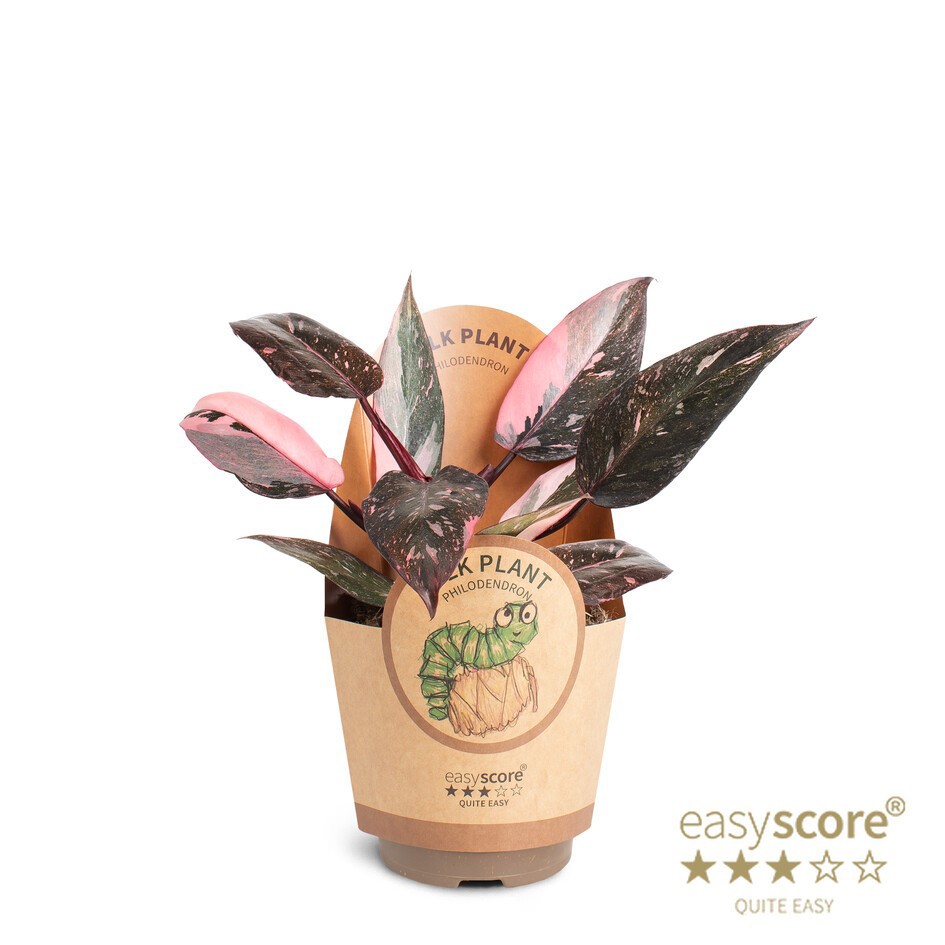 PHILODENDRON ERUBESCENS 'PINK PRINCESS', D 11