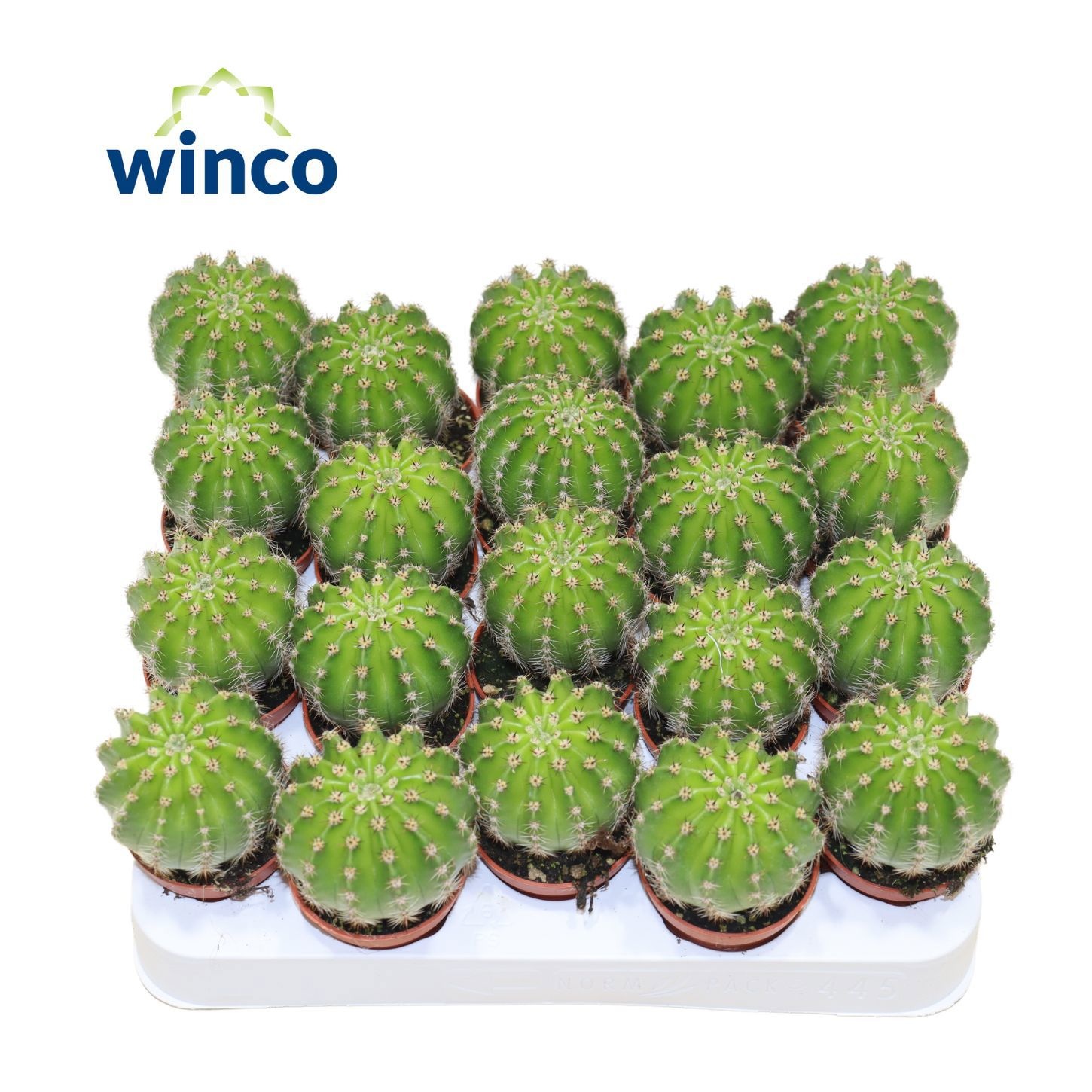 Echinopsis Multiplex, D 5,5