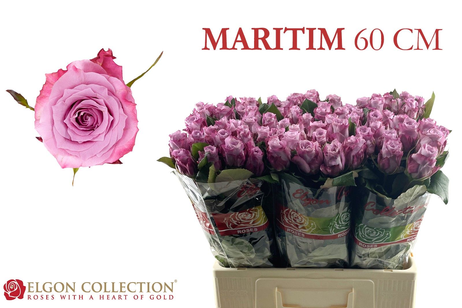 Роза од. Маритим 60, шт. Роза од. Маритим 60, шт.