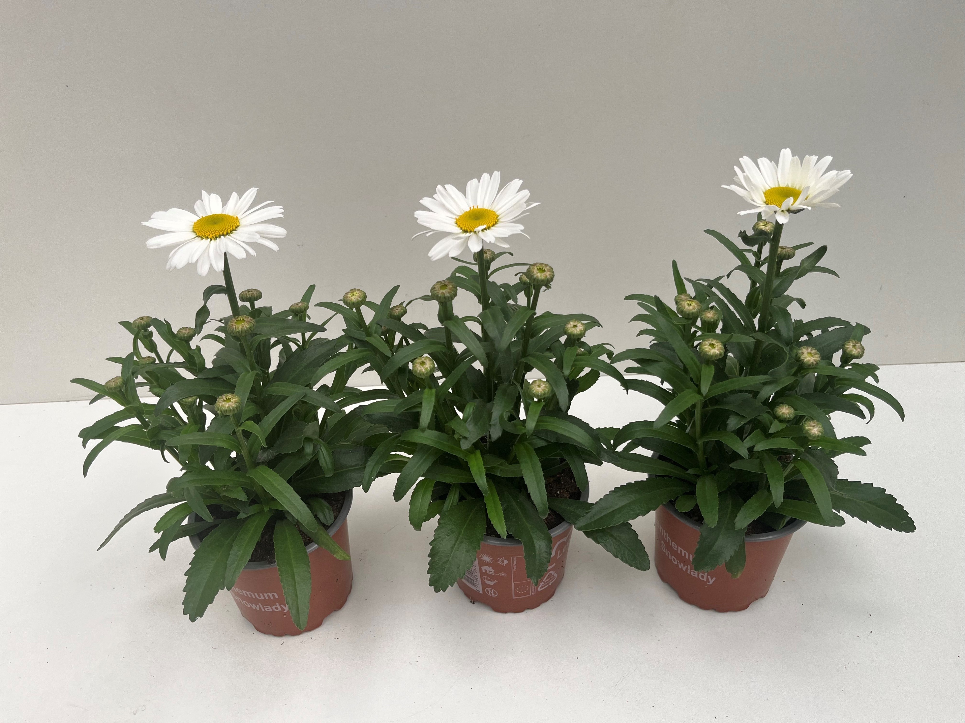 Leucanthemum Snowlady Maximum, D 12