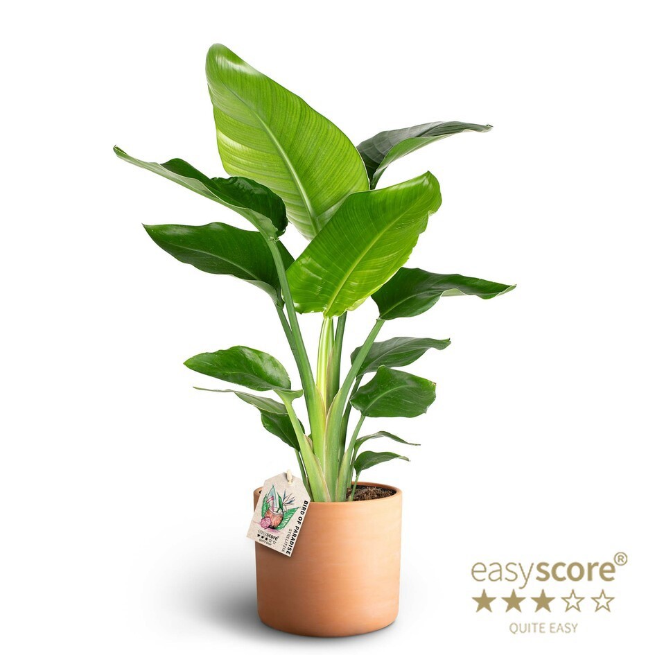 Raw Terracotta, Strelitzia nicolai, D 19