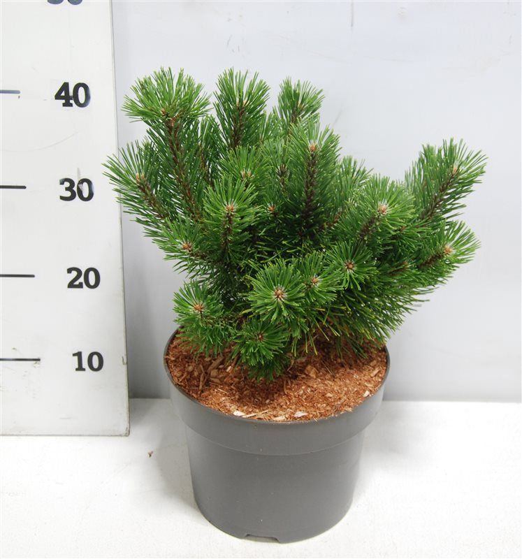 Pinus mugo "Mumpitz", D 23