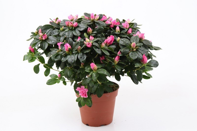RHODODENDRON SIMSII 'INKA', D 14