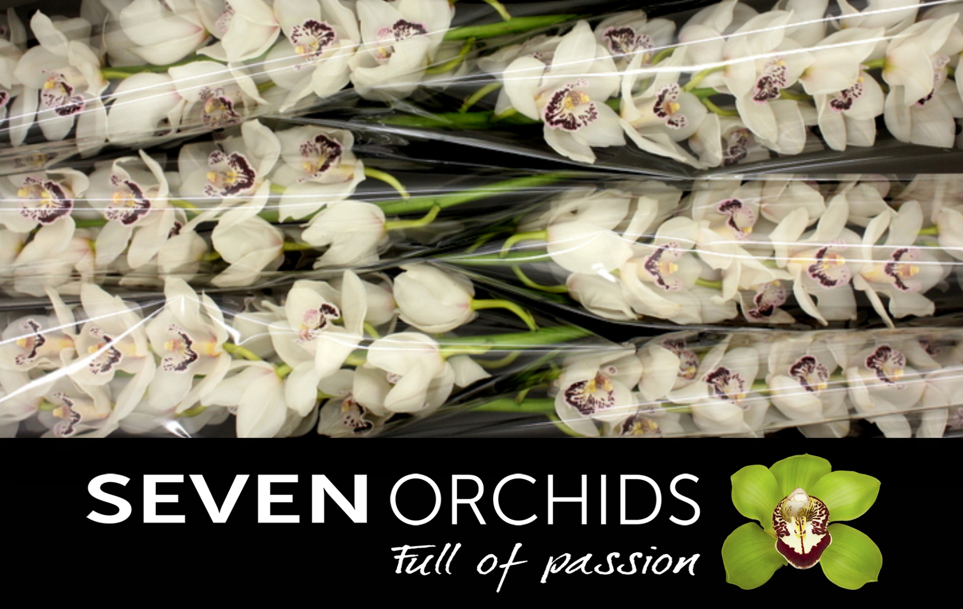 Цимбидиум Вайт Стоун x6 80, шт.