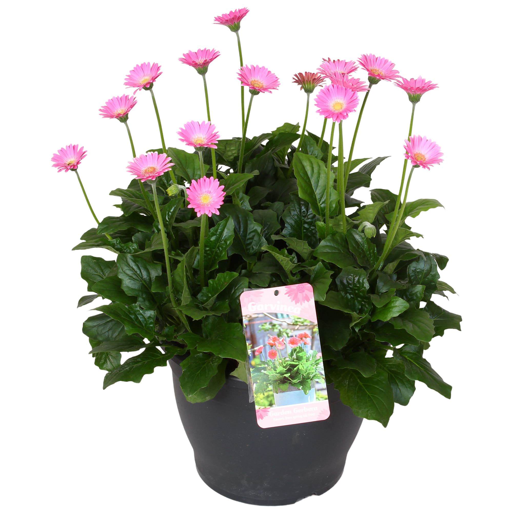 Gerbera Garvinea 32cm 7bl rose, D 32