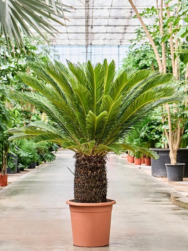 Cycas revoluta, D 45