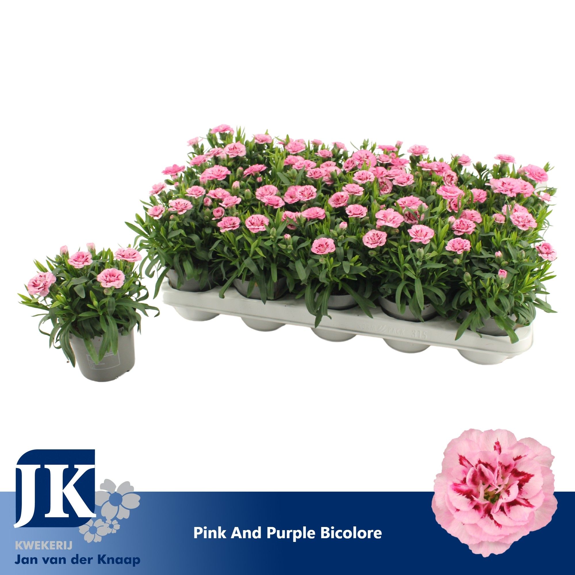 Dianthus Pink Purple Bicolor, D 10,5