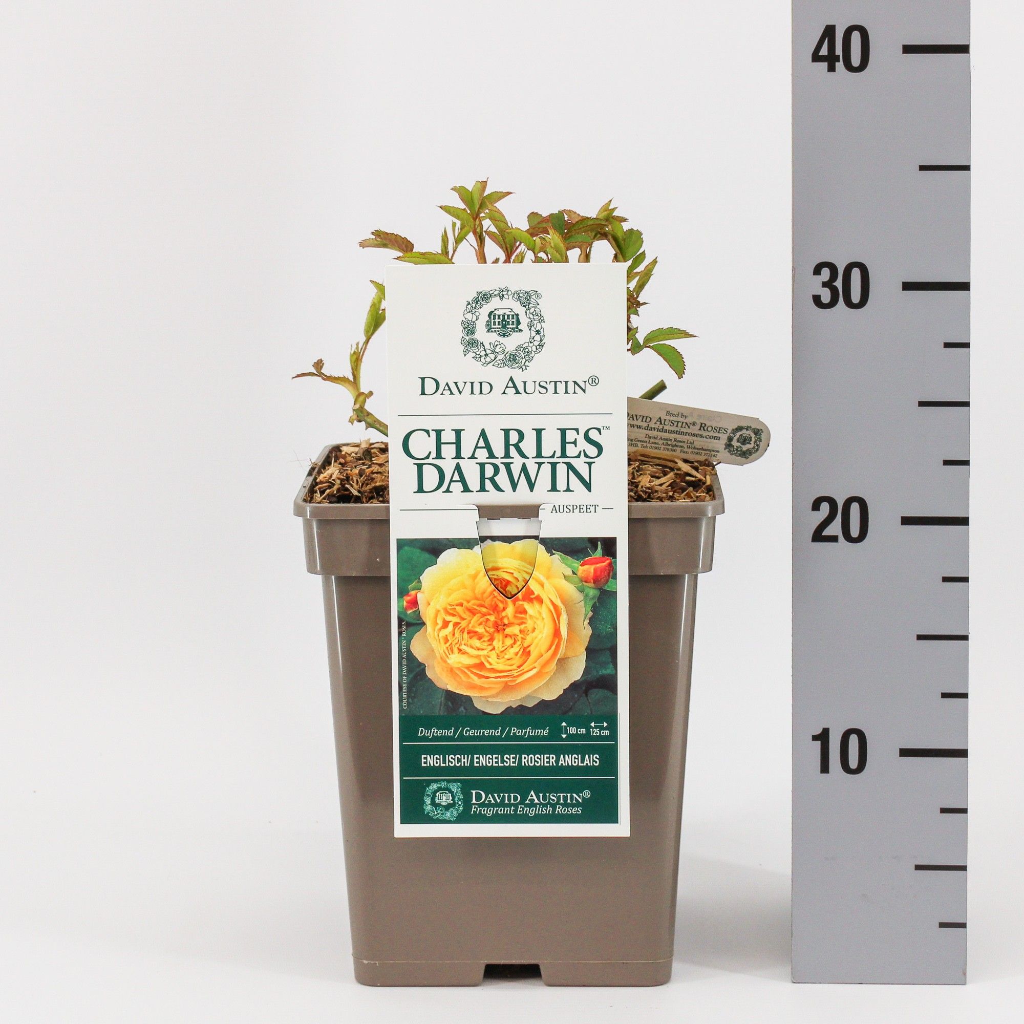 Rosa (Aus) Charles Darwin ®, C5, D 23