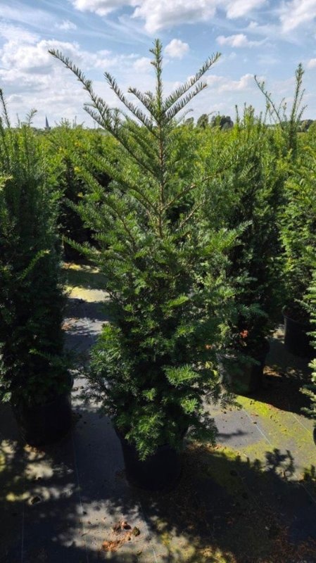 Taxus baccata, D 35