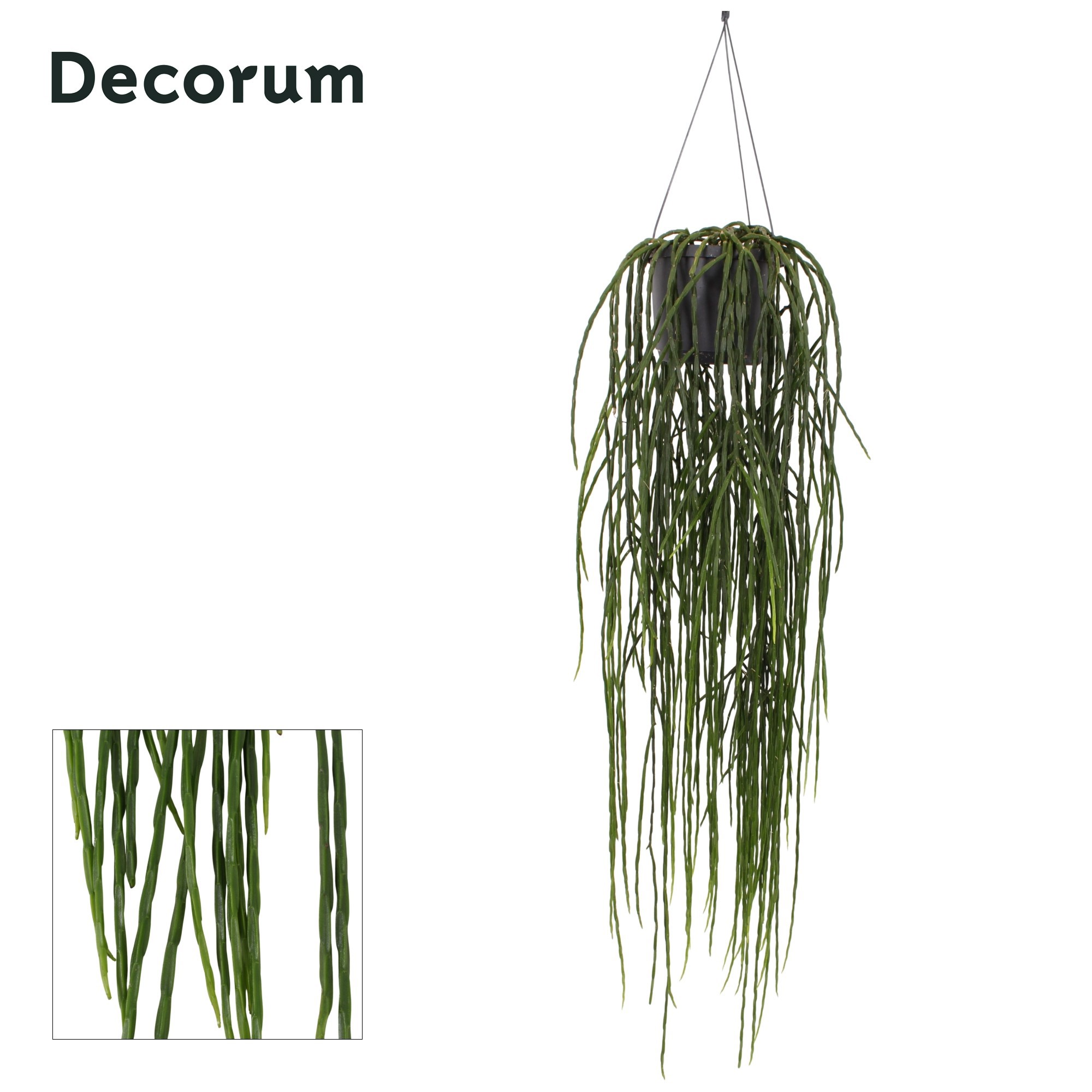 Rhipsalis Paradoxa, D 17