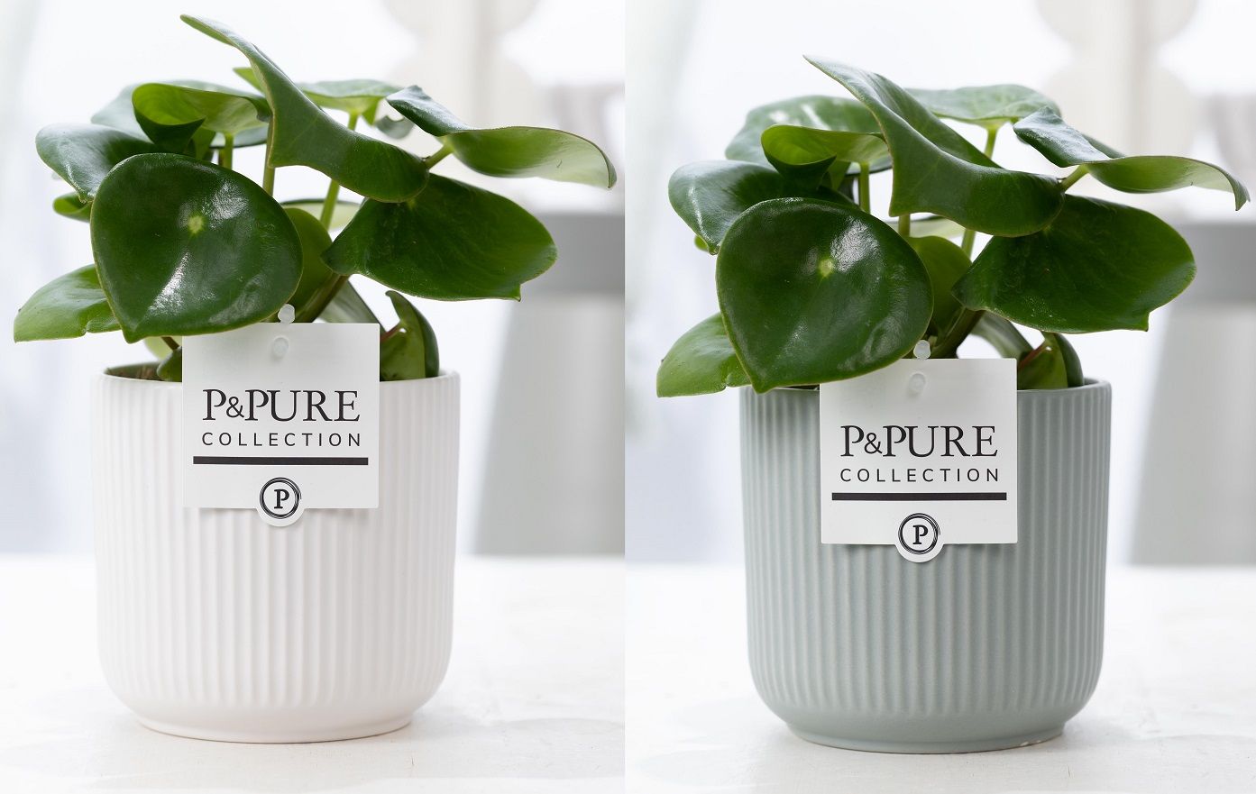 Peperomia Raindrop in P&PURE Sophie ceramics ass. 2, D 12